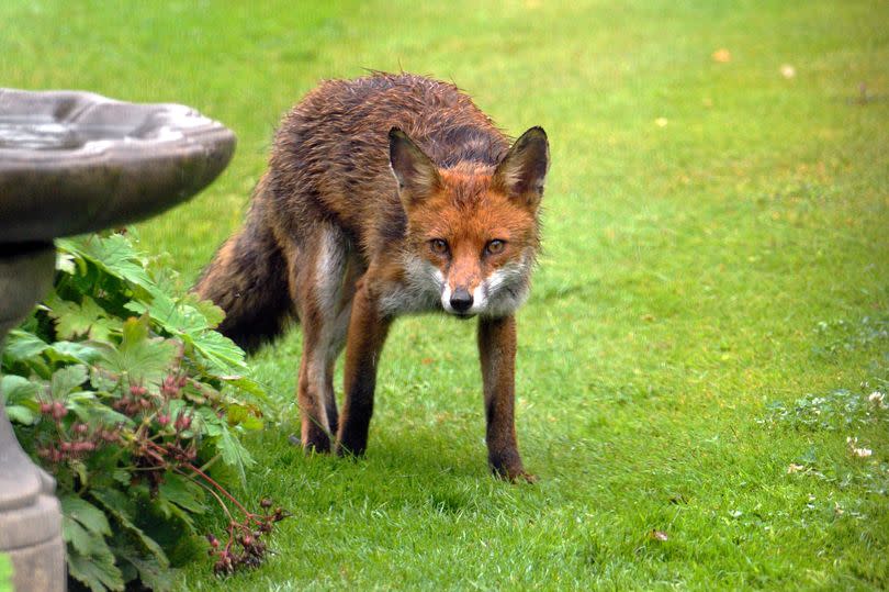 A fox on some grass
