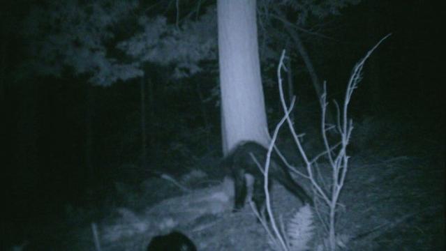 The 10 Most Convincing Bigfoot Sightings