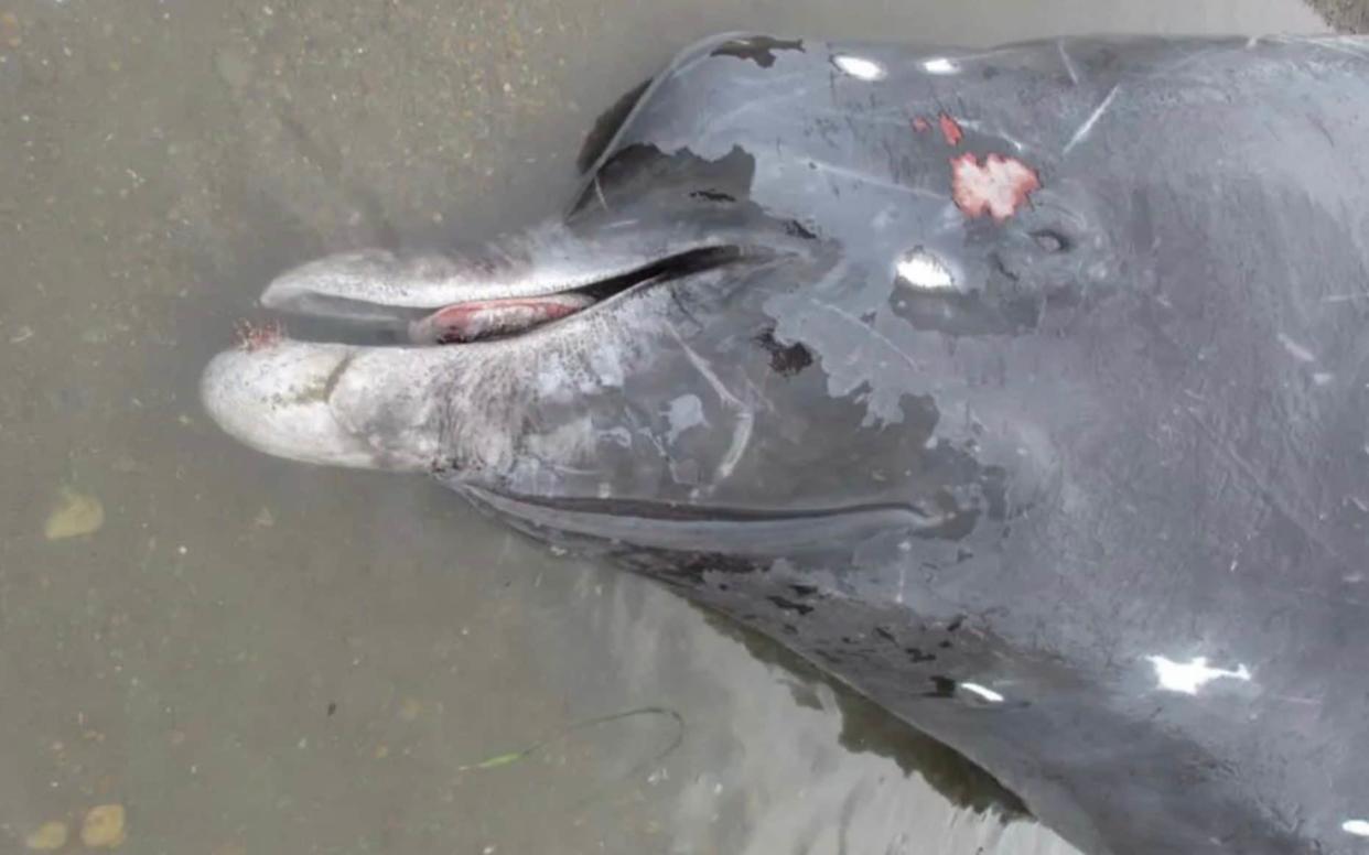 The new species of beaked whale was found in the North Pacific