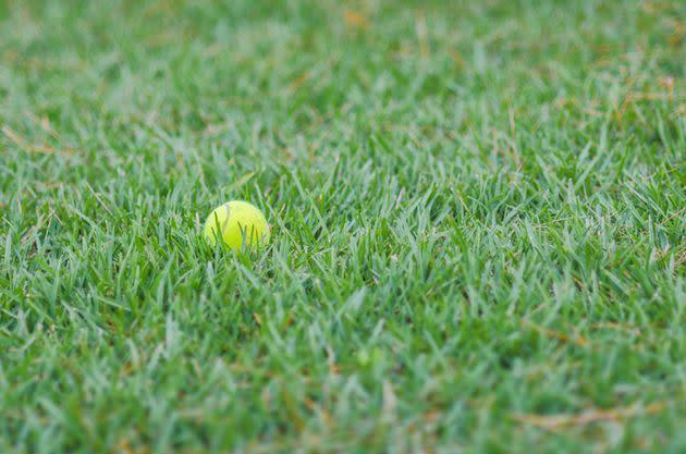 A tennis ball lying on the lawn of the garden