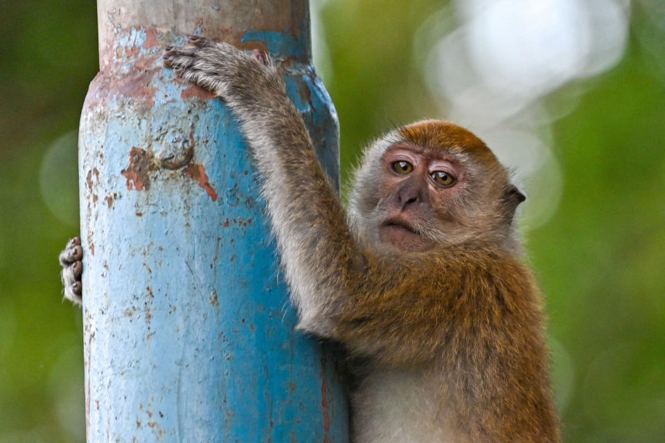 Ένας πίθηκος cynomolgus, γνωστός και ως πίθηκος cynomolgus, σκαρφαλώνει σε έναν πόλο στην Ινδονησία το 2023.  (Chaideer Mahyuddin / AFP μέσω αρχείου Getty Images)
