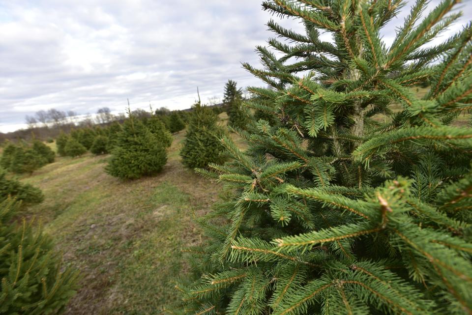 Uncut pine trees up for sale for patrons at Country Christmas Tree Farm located at 8122 Bricker Road in Greenwood Township on Monday, Nov. 14, 2022. Tree prices start at $45. Varieties at the farm this year include Canaan fir, balsam fir, Norway spruce and blue spruce. Pre-cut options are Douglas fir, Fraser fir and Scotch pine. Tree shaking, wrapping and drilling are free.