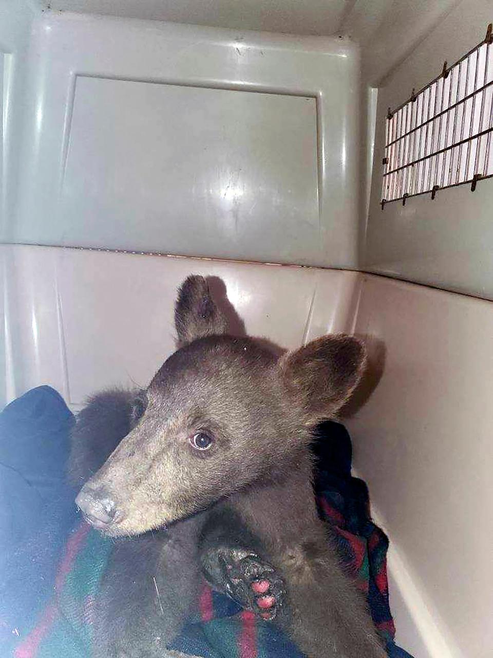 Western Wildfires Bear Rescued (ASSOCIATED PRESS)