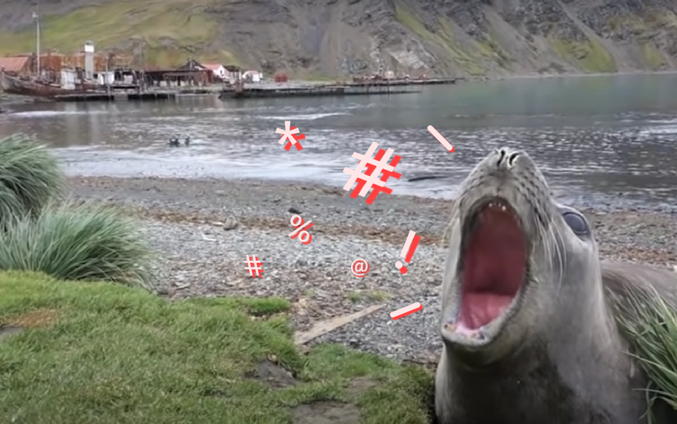 <p>海豹見人來就張嘴大叫，聲音卻超級無厘頭！（圖／Youtube＠ Ousland Polar Explorations）</p>
