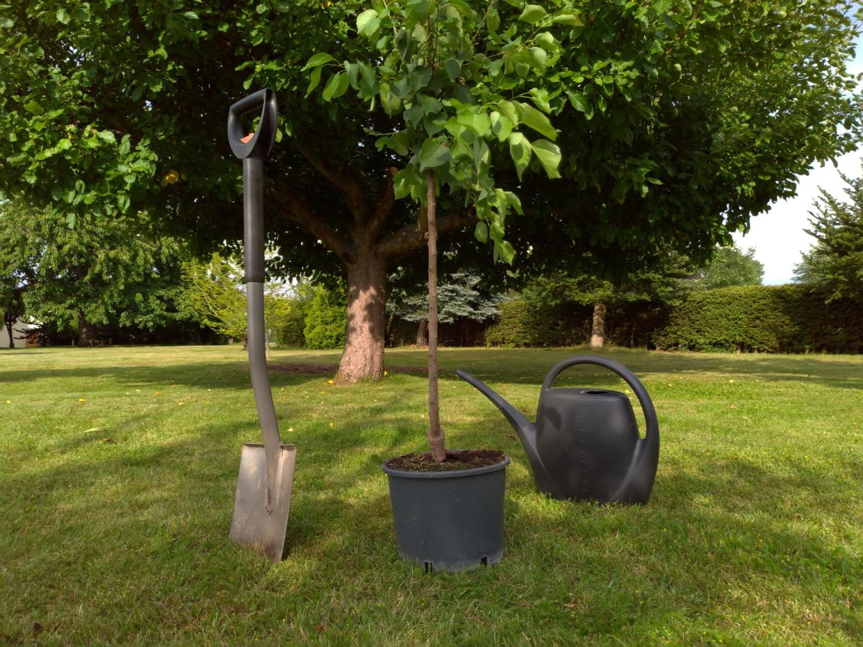 Young apricot tree in a pot, shovel and watering can over garden background