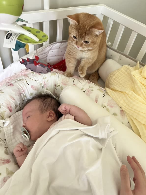 貓咪就像家人一樣，只要做好防護措施，就能讓準媽媽與愛貓迎接家中的新生命。圖/金寶提供。