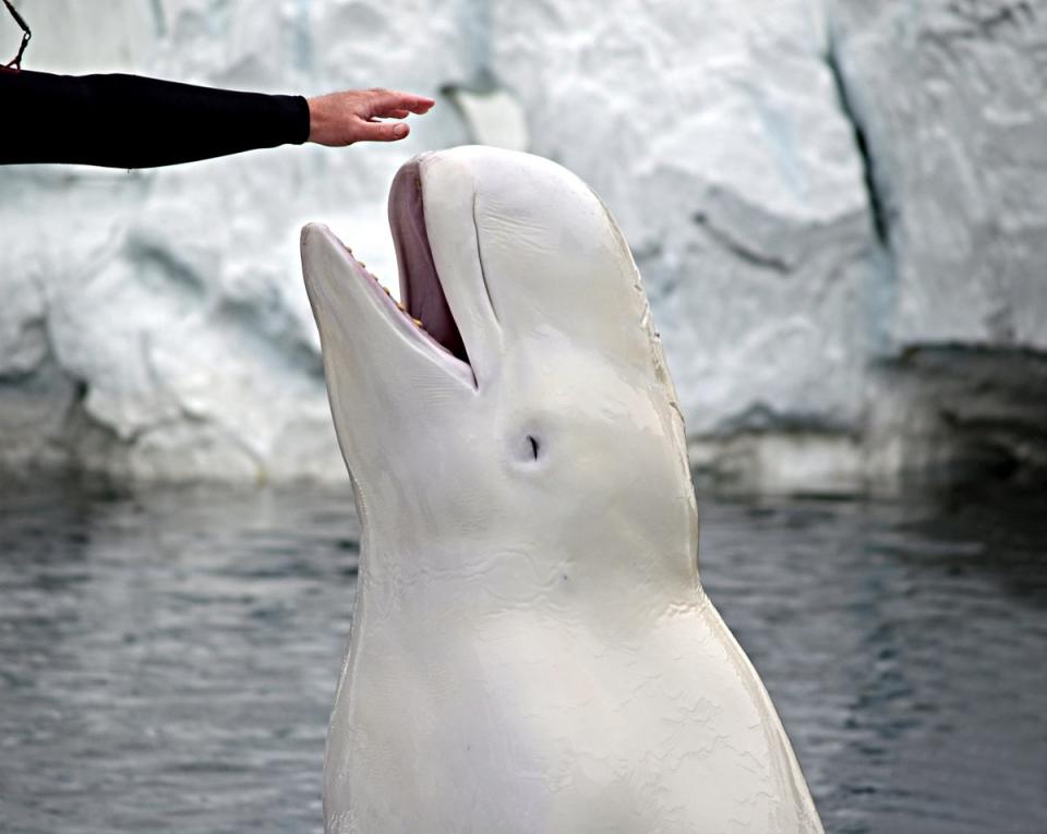 Beluga whales are typically very social animals, characterised by their striking white skin and globular head (Getty Images/iStockphoto)