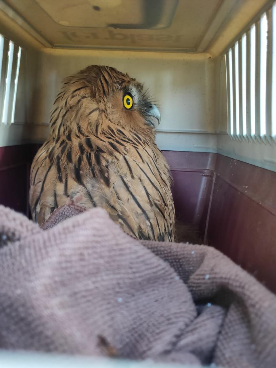 The fledgling buffy fish owl rescued and then released by Acres at Hampstead Wetland Park. (PHOTO: Acres)