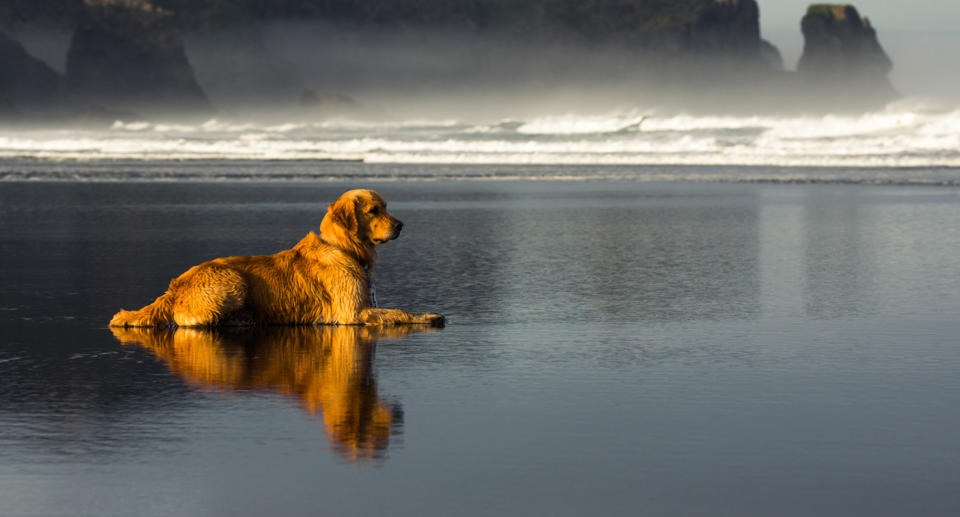 Milo sits and waits patiently on Bethells Beach. Source: Lissa Reyden / Lissa Photography
