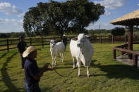 A stockman holds the leash of a cow named Viatina-19, right, at a farm in Uberaba, Minas Gerais state, Brazil, Friday, April 26, 2024. Viatina-19 is the product of years of efforts to raise meatier cows, and is the most expensive cow ever sold at auction, according to Guinness World Records. (AP Photo/Silvia Izquierdo)