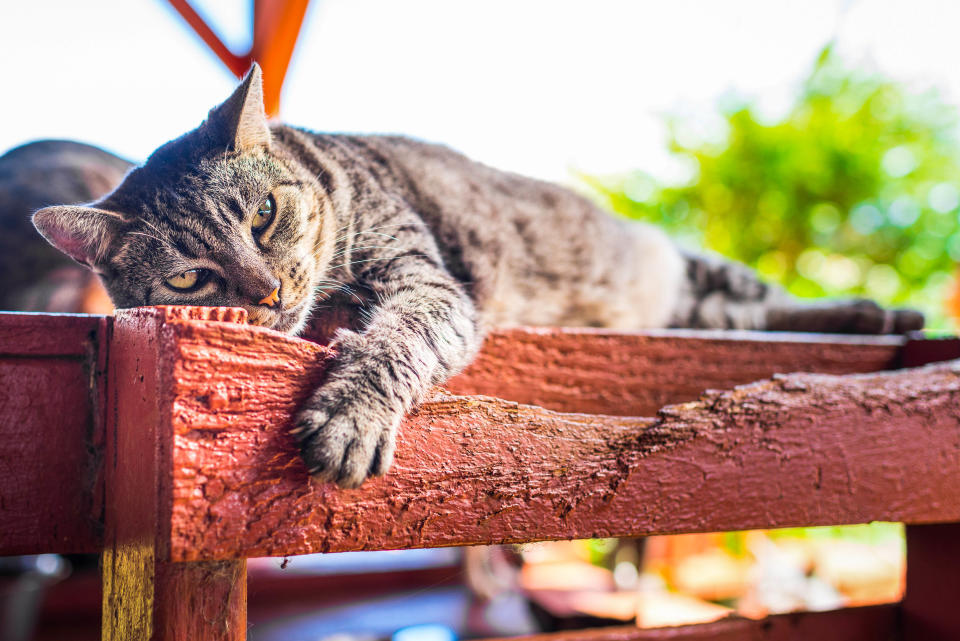 <p>A cat relaxes in the shade at the Lanai Cat Sanctuary in Hawaii. (Photo: Andrew Marttila/Caters News) </p>