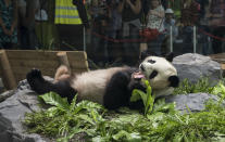 <p>Zahlreiche Besucher bewundern im Berliner Zoo einen Panda. Das Tier stammt aus einer chinesischen Zuchtstation und lebt seit Ende Juni in dem Gehege. (Bild: Paul Zinken/dpa) </p>