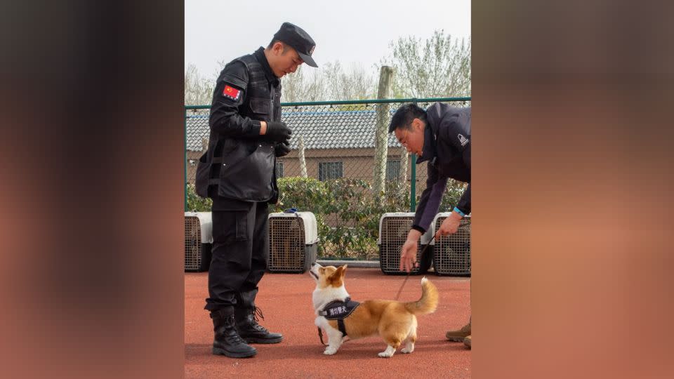 Fuzai trains twice a day in obedience lessons, explosives detection, scent tracking and more. - Weifang public security bureau/Douyin