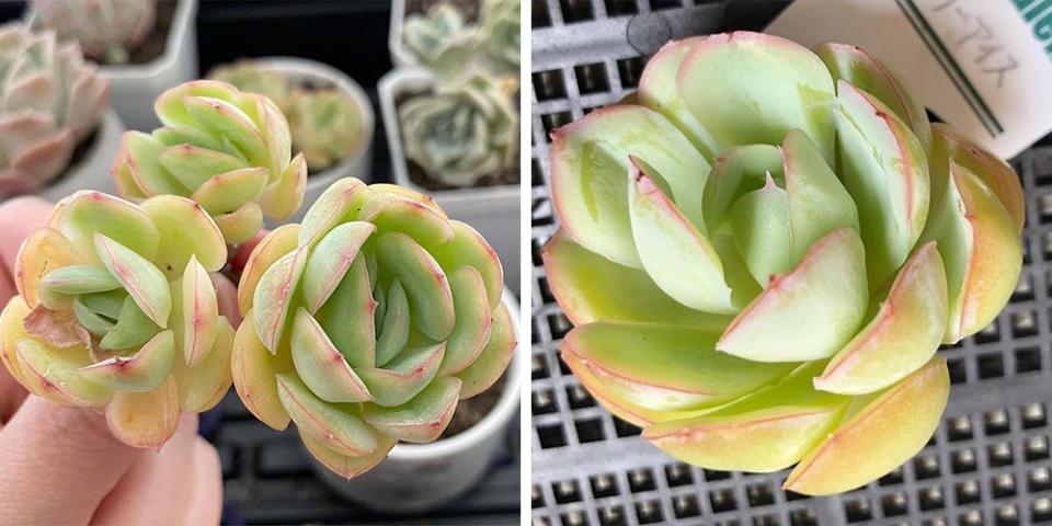 Photo credit: Instagram @1am_succulents; @succulent_setter