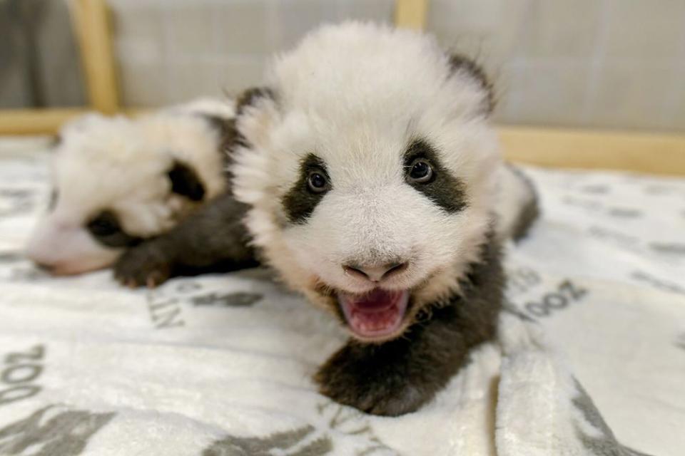 Baby pandas | Courtesy Berlin Zoo