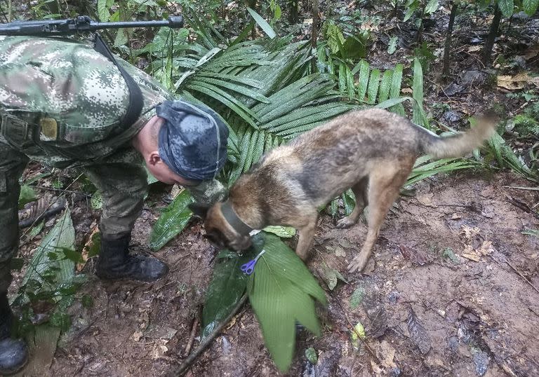 Una foto de distribución difundida por el ejército colombiano muestra a un soldado con un perro revisando un par de tijeras encontradas en una zona rural del municipio de Solano, departamento de Caquetá, Colombia, el 17 de mayo de 2023. 