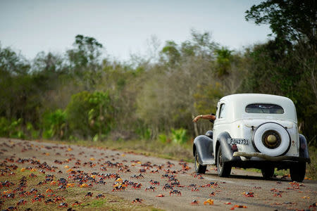 A man driving a vintage car reacts as he passes by crabs crossing a highway on their way to spawn in the sea in Playa Giron, Cuba, April 21, 2017. REUTERS/Alexandre Meneghini