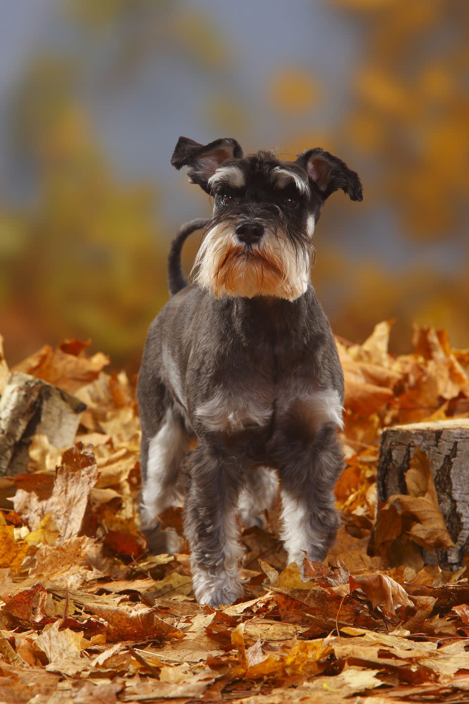 Miniature Schnauzer