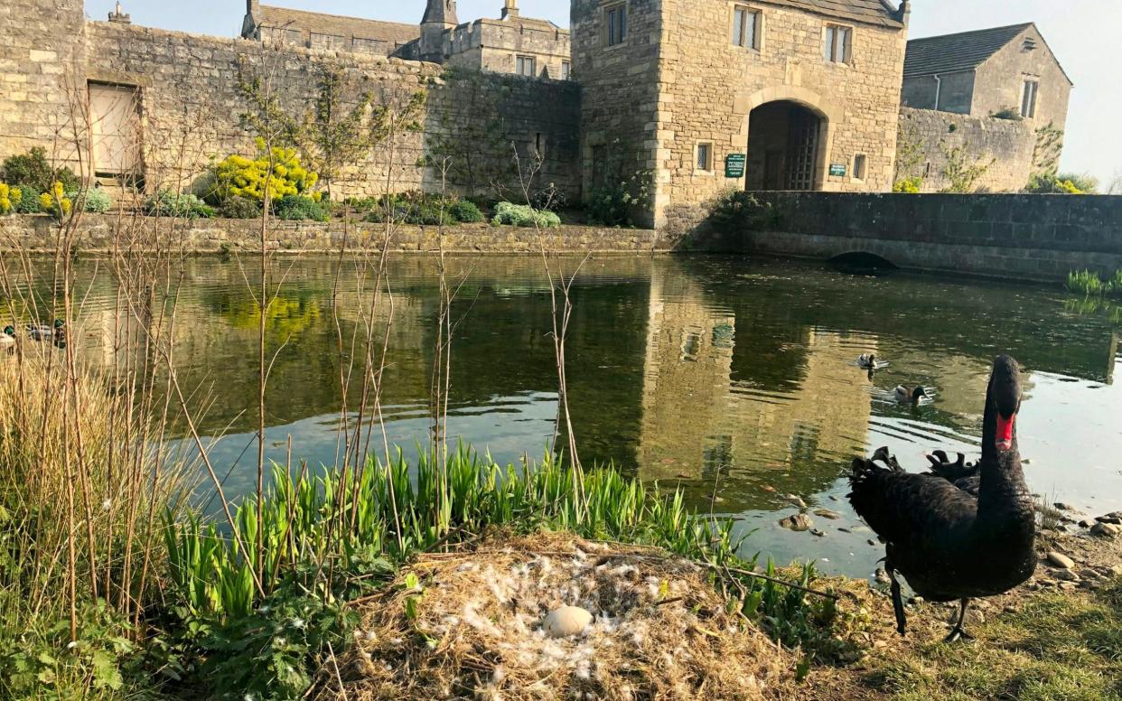 Sebastian the swan guarding his nest alone - Markenfield Hall / SWNS