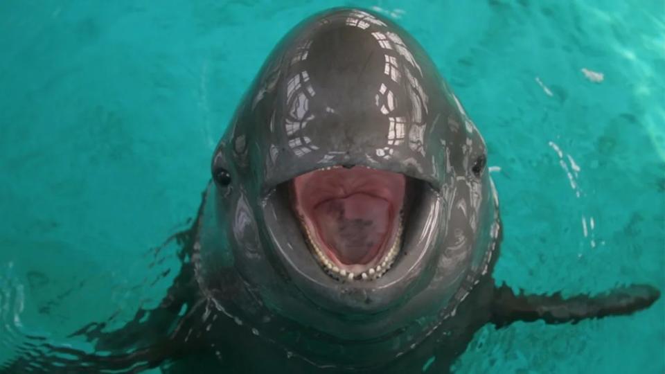 這些動物有時被暱稱為「微笑的江豚」。（圖／WIKI）