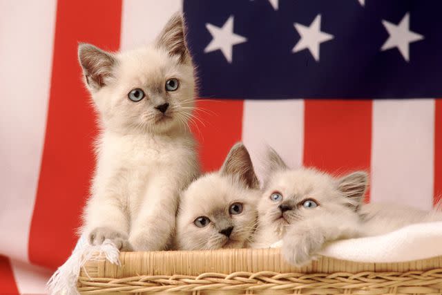 <p>Getty</p> Patriotic kittens snuggle together in a basket.