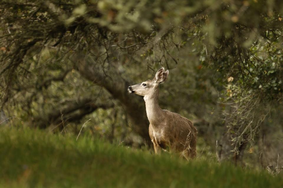 A deer in the woods