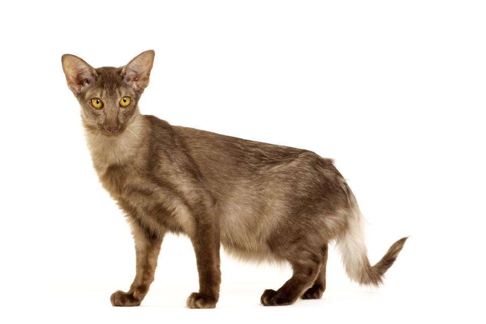 15 best hypoallergenic cats javanese