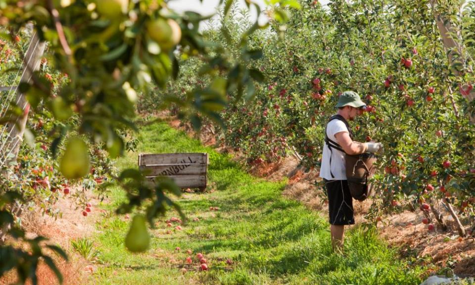 A third of backpackers and a quarter of international students in Australia are being routinely underpaid by employers who are paying them half the minimum wage or less.