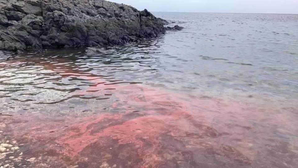 澎湖珊瑚產卵季登場。（圖／中央社）