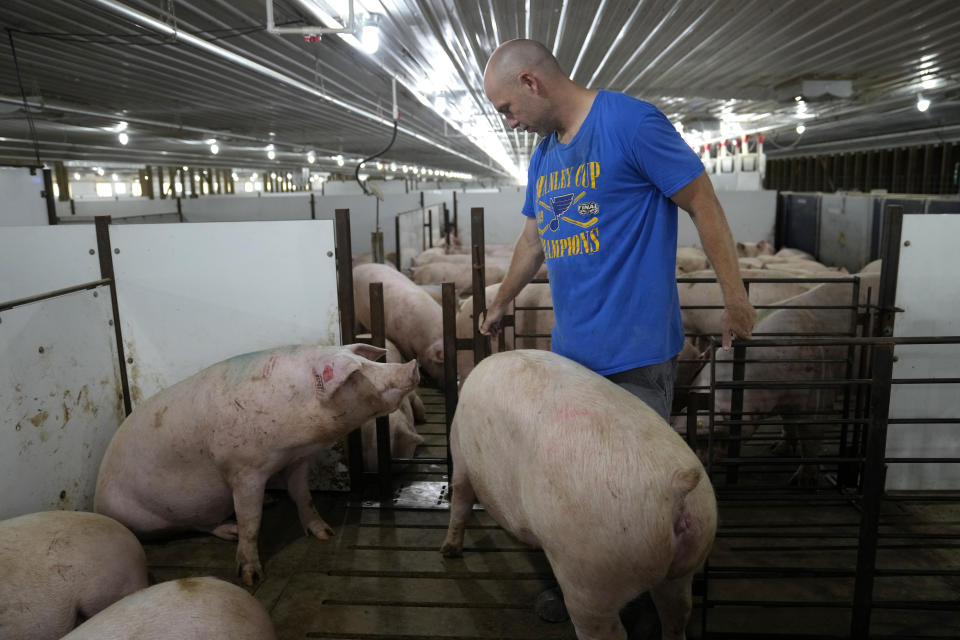 Jared Schilling squeezes past a sow in a gestation pen as he works on his farm Thursday, June 29, 2023, in Walsh, Ill. Schilling has made his farm compliant with a California law, taking effect on July 1, that promises to get breeding pigs out of narrow cages that restrict their movement. (AP Photo/Jeff Roberson)