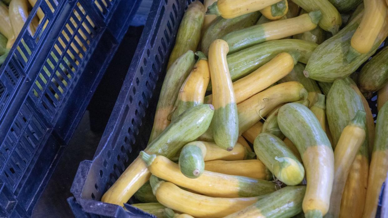 zephyr summer squash