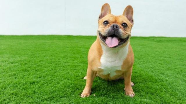 are french bulldogs funny and friendly