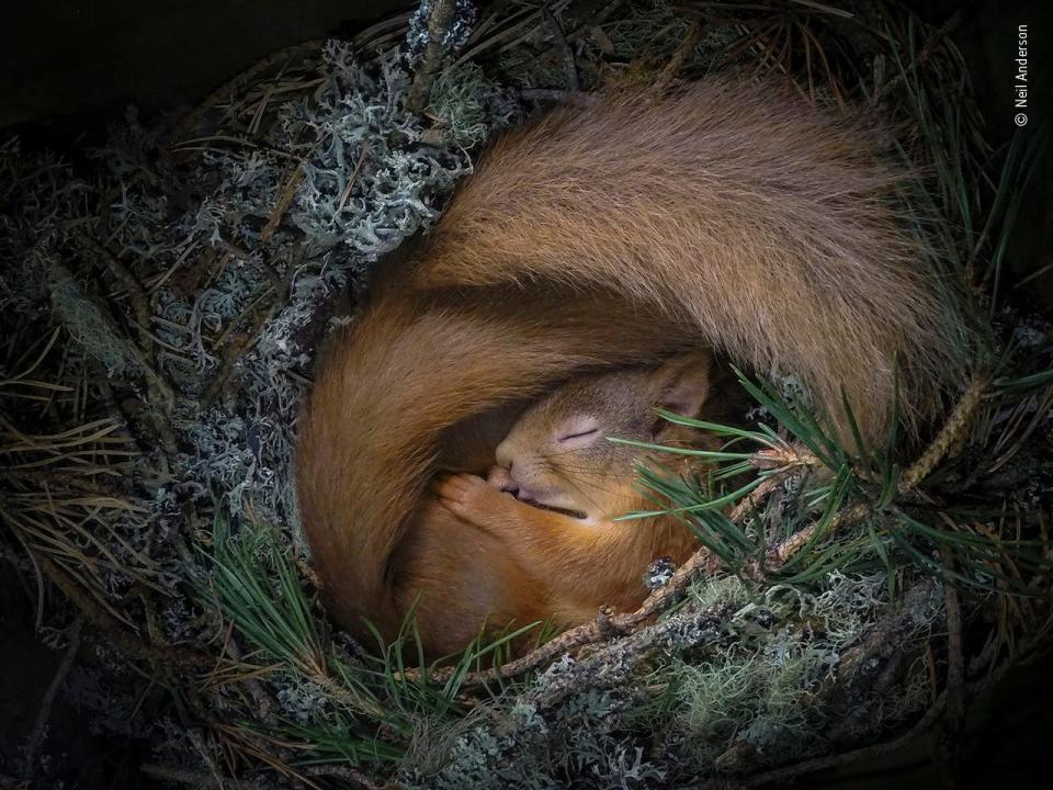 © Neil Anderson, Wildlife Photographer of the Year