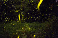 Miles de ellas iluminan un espectáculo mágico al anochecer en los antiguos bosques y reservas como el parque Piedra Canteada, a unos 75 kilómetros (45 millas) al este de la ajetreada capital de México.