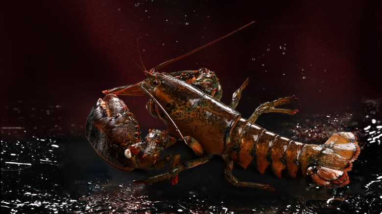 lobster in dark-colored water