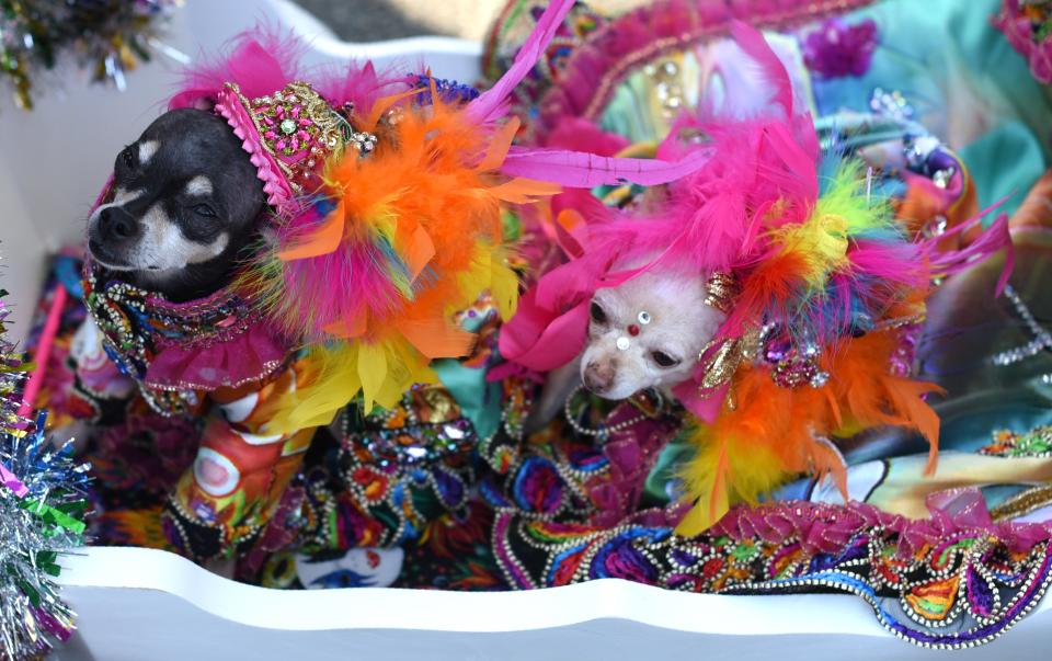 Costumed pooches prance In annual Halloween Dog Parade in New York City