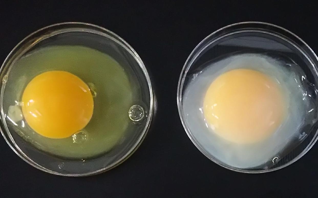 A standard egg (left) is shown next to a multi-million pound 'golden egg' - Telegraph