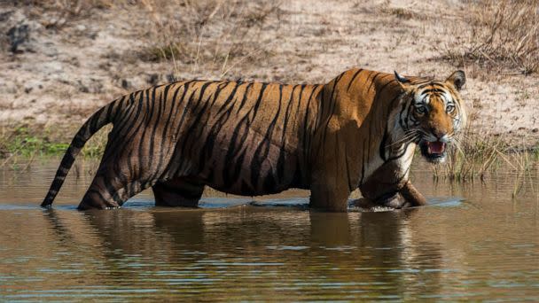PHOTO: View of a Bengal tiger, Panthera tigris tigris, walking in a waterhole in India's Bandhavgarh National Park in Madhya Pradesh, India. (Sergio Pitamitz/VWPics via AP, FILE)