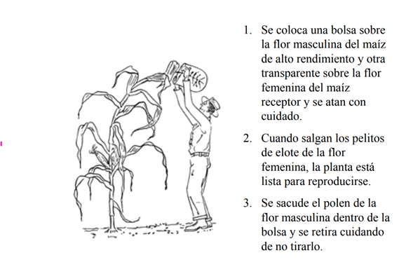 Guia para la siembra hibrida de maíz 