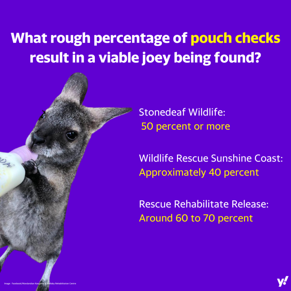 A photo of an infographic about what rough percentage of pouch checks result in a viable joey being found.