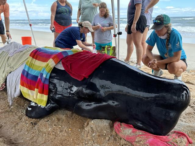 Newborn sperm whale calf strands on beach near Marineland