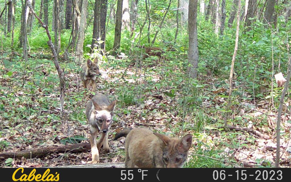 Coyotes average five to seven pups with each litter they have in the spring. Here several young ones walk toward a trail camera June 15 in Somerset County.