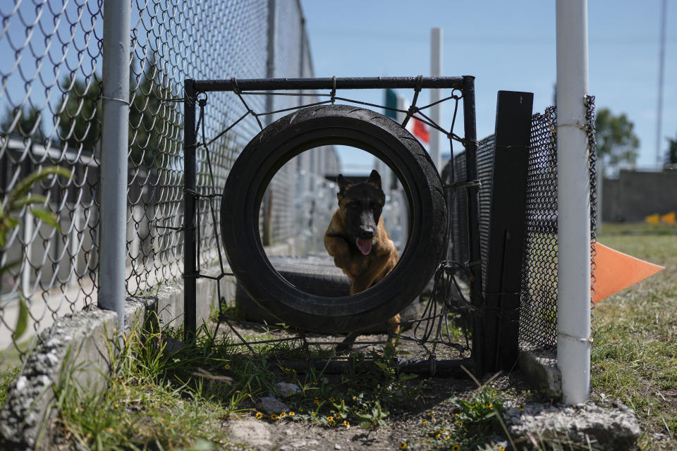 A puppy Belgian Malinois runs through a circuit during its training at the Mexican Army and Air Force Canine Production Center in San Miguel de los Jagueyes, Mexico, Tuesday, Sept. 26, 2023. Once the weaning process finishes, around a month after being born, the training starts and everything is taught as a game. (AP Photo/Eduardo Verdugo)