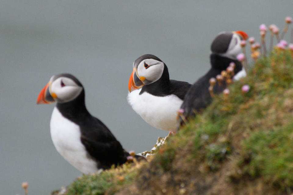 Closeup of puffins