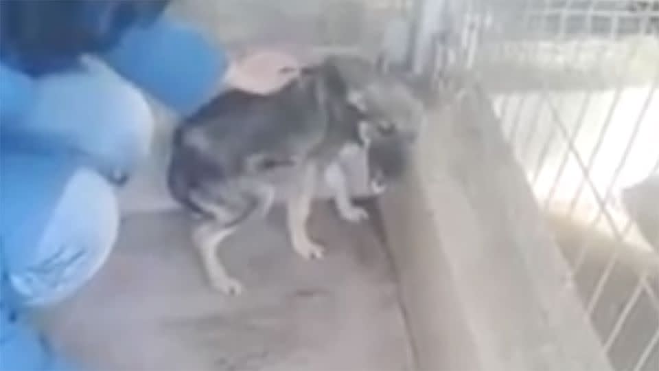 This dog at a Romanian animal shelter was terrified as a woman tried to touch it. Photo: Facebook/Monica Mitreanu