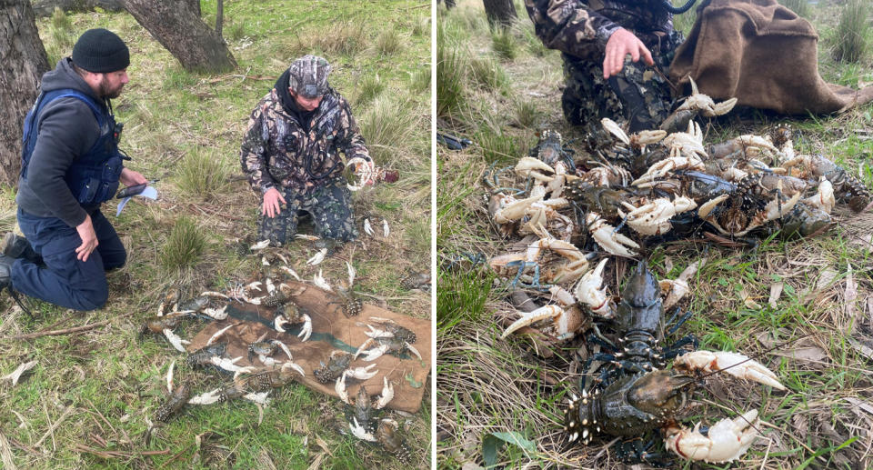 Left, fishermen can be seen on their knees in a grassy area with many Murray Crayfish scattered on the ground, with a close up of the fish on the right. 