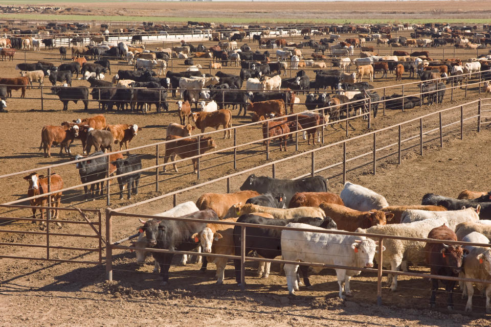 Cattle awaiting slaughter in feedlot in west Texas. Just over 40% of U.S. land is used for livestock, to rear them and to grow their food. (Photo: dhughes9 via Getty Images)
