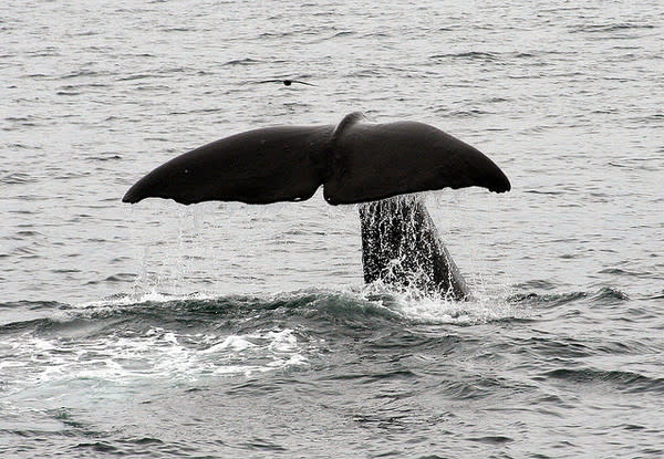 Animals like this sperm whale may be as important as the winds in mixing up nutrients in the ocean.