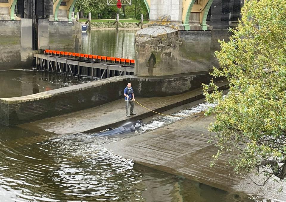 <p>The whale was kept hosed down by a man believed to work for the Port of London Authority</p> (Jake Manketo/PA)