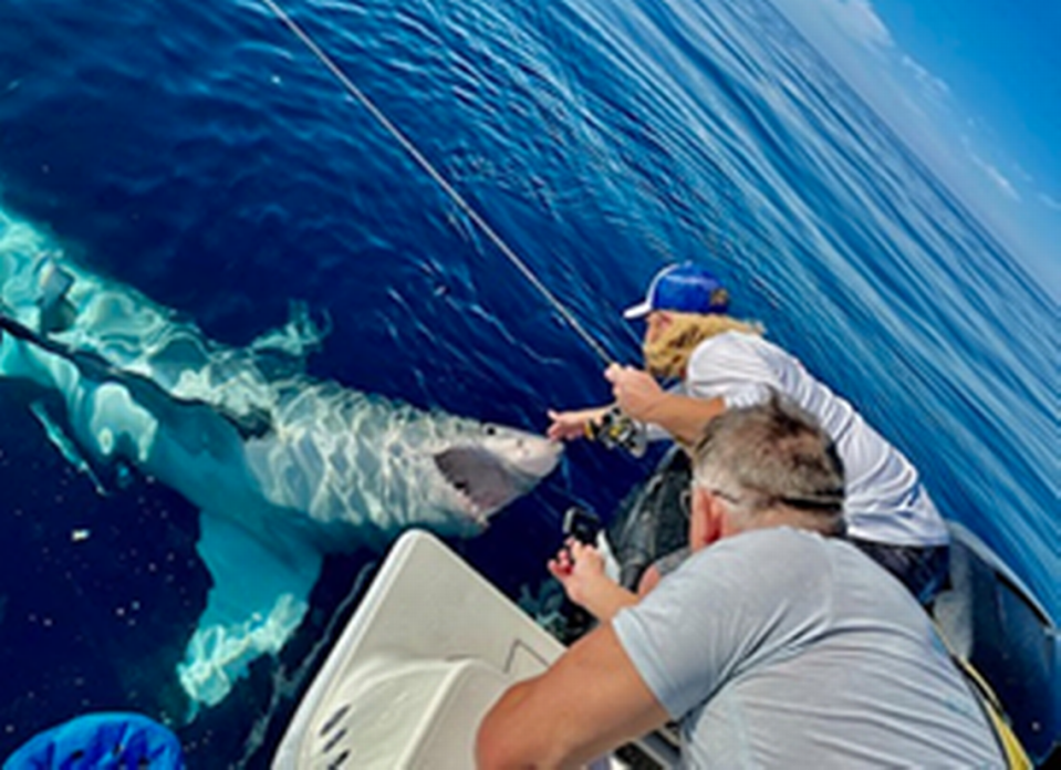 El capitán Tyler Levesque agachándose para acariciar un gran tiburón blanco que nadaba cerca de un barco pesquero en el Golfo de México. Por momentos, el pez gigante intentó dar un mordisco a la embarcación, antes de alejarse nadando al cabo de unas dos horas.